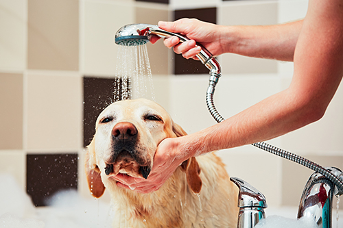 Laver son chien avec un shampoing